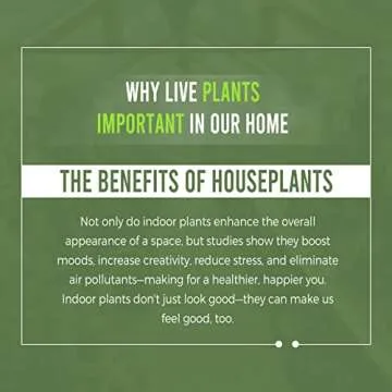 Alocasia Macrorrhiza Variegated by LEAL PLANTS ECUADOR, Live House Plant Elephant Ear Plant| California Tropicals| Alocasia Live Plant, Variegated Live houseplant| Rare Indoor Plants