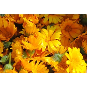 MagJo Naturals Calendula Flowers 1 Pound Quality Herbal Tea