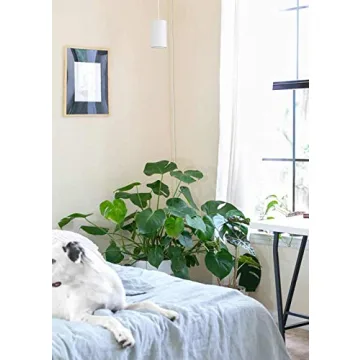 Elegant LED Grow Light for Indoor Plants | Aspect