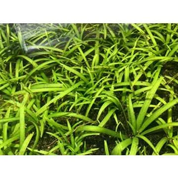 Marcus Fish Tanks - 10x Dwarf Sagittaria Subulata Live Aquarium Plant Dwarf Sag Freshwater Aquatic Carpeting Plant BUY2GET1FREE