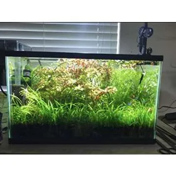 Marcus Fish Tanks - 10x Dwarf Sagittaria Subulata Live Aquarium Plant Dwarf Sag Freshwater Aquatic Carpeting Plant BUY2GET1FREE