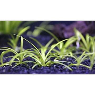Marcus Fish Tanks - 10x Dwarf Sagittaria Subulata Live Aquarium Plant Dwarf Sag Freshwater Aquatic Carpeting Plant BUY2GET1FREE