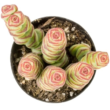 Altman Plants 3.5" Crassula Baby Necklace - Live Succulent Indoor Plants