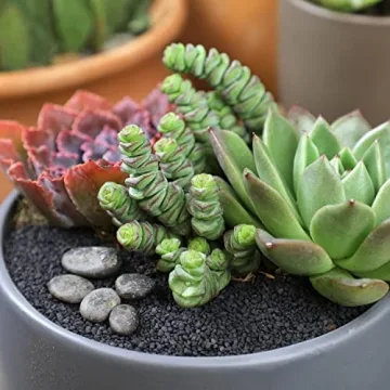 Altman Plants Crassula Baby Necklace Succulent Plants