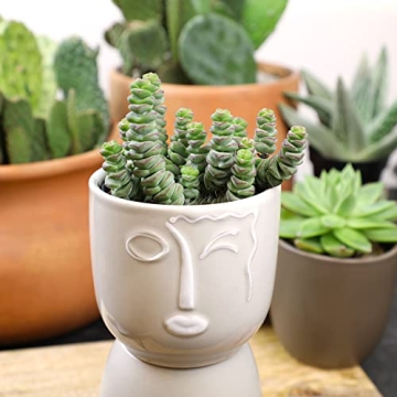 Altman Plants Crassula Baby Necklace Succulent Plants