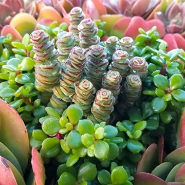 Altman Plants Crassula Baby Necklace Succulent Plants