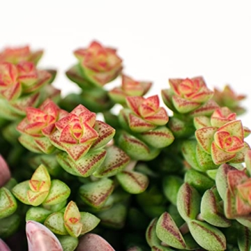 Altman Plants Crassula Baby Necklace Succulent Plants