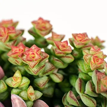 Altman Plants Crassula Baby Necklace Succulent Plants