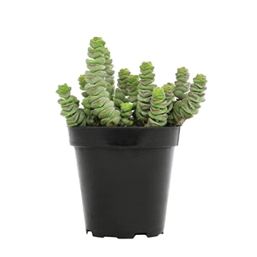 Altman Plants Crassula Baby Necklace Succulent Plants