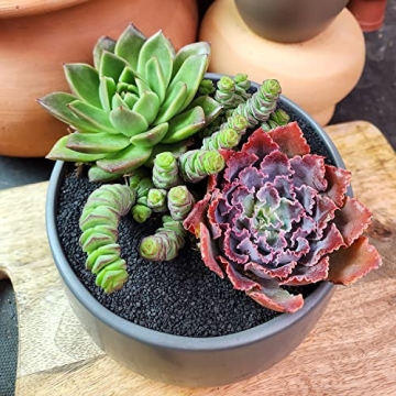 Altman Plants Crassula Baby Necklace Succulent Plants