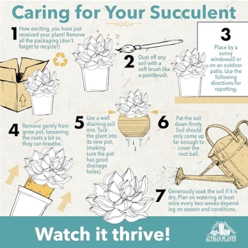 Altman Plants Crassula Baby Necklace Succulent Plants