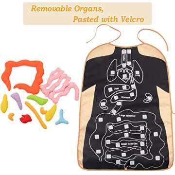 Vocheer 3D Organ Apron for Montessori Anatomy Learning
