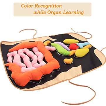 Vocheer 3D Organ Apron for Montessori Anatomy Learning