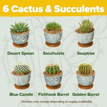 HOME GROWN Deluxe Succulent & Cactus Seed Grow Kit - Complete Indoor Cactus & Succulent Kit, Ceramic Succulent Pots, Water Drip Trays & Grow Guide