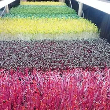 Bootstrap Farmer 1020 Microgreen Trays for Indoor Gardening