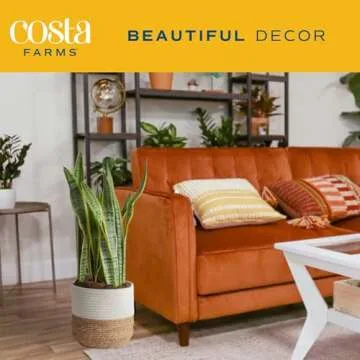 Costa Farms Snake Plant - Beautiful Air Purifying Decor