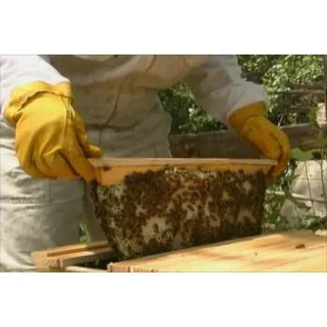 BackYardHive DVD for Eco-Friendly Beekeeping