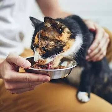 4 Pcs Stainless Steel Cat Bowls,5.5 Inches Metal Cat Bowl, Cat Food Bowls for Indoor Cats, Whisker Fatigue Cat Bowl, Shallow Cat Food Dish, Kitten Food Bowl, Elevated Food Bowls for Cats (5.5 inches)