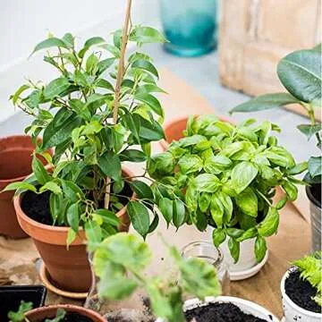 Pllieay 20 Pieces 18 inch Bamboo Stakes Natural Bamboo Sticks Bamboo Plant Stakes for Indoor and Outdoor Plants, Plant Support Stakes for Tomato Support, Beans, Potted Plants, Mini Trees