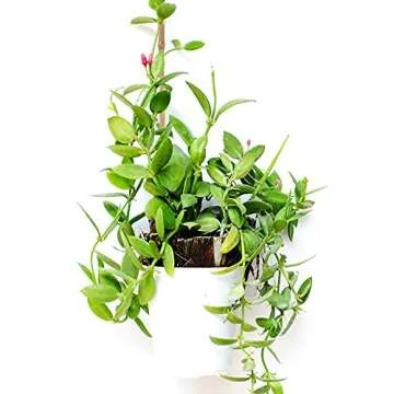 Pllieay 20 Pieces 18 inch Bamboo Stakes Natural Bamboo Sticks Bamboo Plant Stakes for Indoor and Outdoor Plants, Plant Support Stakes for Tomato Support, Beans, Potted Plants, Mini Trees