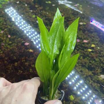 SubstrateSource Amazon Sword Echinodorus Bleheri Live Plant for Freshwater Aquariums, Natural Fish Tank Decorations, and Aquatic Decor (1 Pot (2-3 Plants))