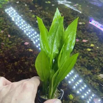 SubstrateSource Amazon Sword Echinodorus Bleheri Live Plant for Freshwater Aquariums, Natural Fish Tank Decorations, and Aquatic Decor (1 Pot (2-3 Plants))