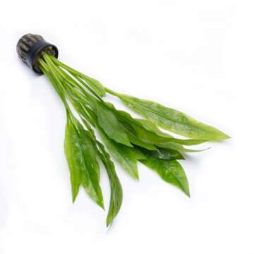 SubstrateSource Amazon Sword Echinodorus Bleheri Live Plant for Freshwater Aquariums, Natural Fish Tank Decorations, and Aquatic Decor (1 Pot (2-3 Plants))