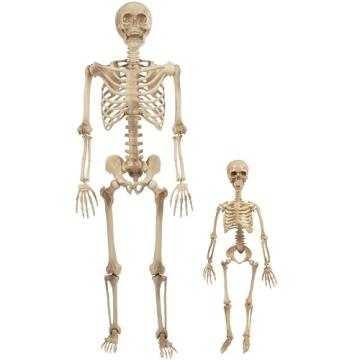 Premium Life Size Skeleton Model for Anatomy Education - Durable & Posable