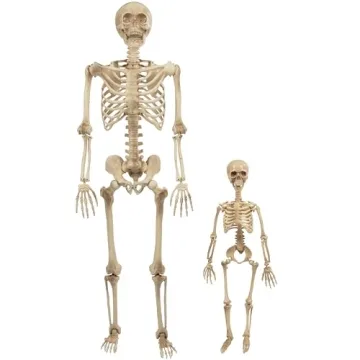 Premium Life Size Skeleton Model for Anatomy Education - Durable & Posable