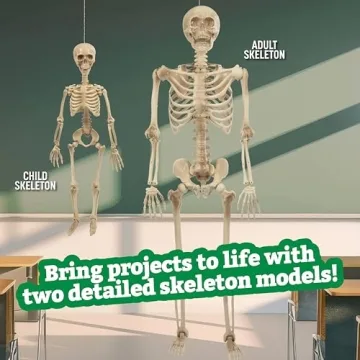 Life Size Human Skeleton for Anatomy Study with Joints