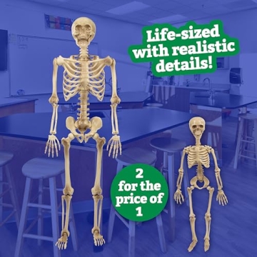 Life Size Human Skeleton for Anatomy Study with Joints