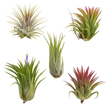 CTS AIR PLANTS Tillandsia Ionantha 5 Pack-Low-Maintenance House Plants for Indoor Decoration by CTS ...
