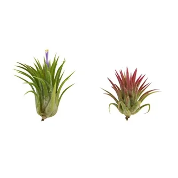 CTS AIR PLANTS Tillandsia Ionantha 5-Pack Indoor Plants