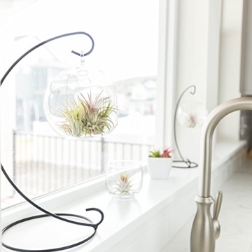 CTS AIR PLANTS Tillandsia Ionantha 5-Pack Indoor Plants