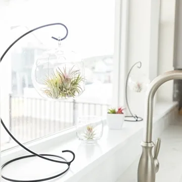 CTS AIR PLANTS Tillandsia Ionantha 5-Pack Indoor Plants