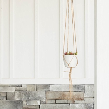 CTS AIR PLANTS Tillandsia Ionantha 5-Pack Indoor Plants