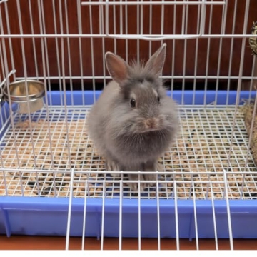 Durable SPOT Ethical Pet Stainless Steel Coop Cup