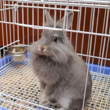 Durable SPOT Ethical Pet Stainless Steel Coop Cup