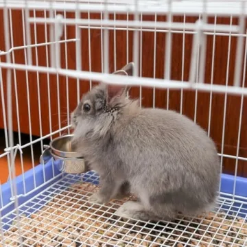 Durable SPOT Ethical Pet Stainless Steel Coop Cup