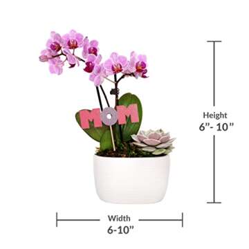 Elegant Mother’s Day Flower Planter with Pink Orchid