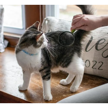 Coastal Pet Stainless Steel Cat Shedding Blade for Grooming