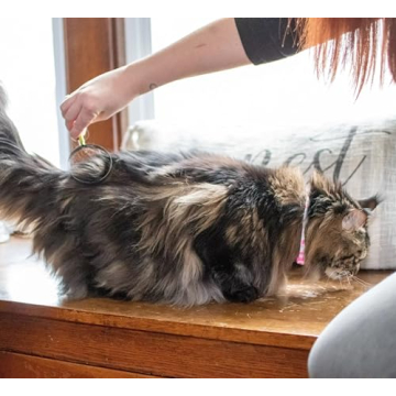 Coastal Pet Stainless Steel Cat Shedding Blade for Grooming