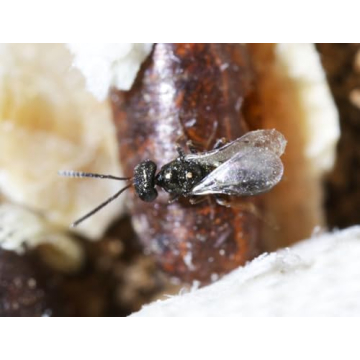 50,000 Fly Exterminators Safe Effective Pest Control USA