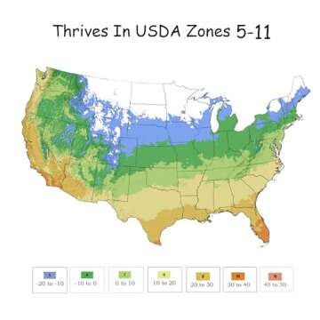 Knockout Double Pink Rose, 1 Gal