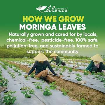 Chloris Infusions Moringa Tea Bags 100% Natural, 1.5g/bag | Single Ingredient, Handpick Moringa Leaves | Pure Moringa Tea | No Sugar, No Strings, Herbal Tea Gift for Health and Wellness