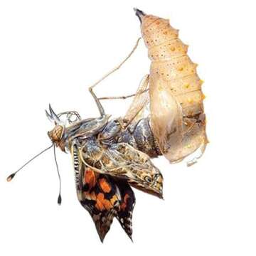 Insect Lore Butterfly Garden | Original 12" Habitat and Cup of Live Baby Caterpillars | Life Science & STEM Education Kit