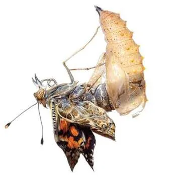 Insect Lore Butterfly Garden | Original 12" Habitat and Cup of Live Baby Caterpillars | Life Science & STEM Education Kit