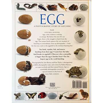 Egg Photographic Story of Hatching for Kids