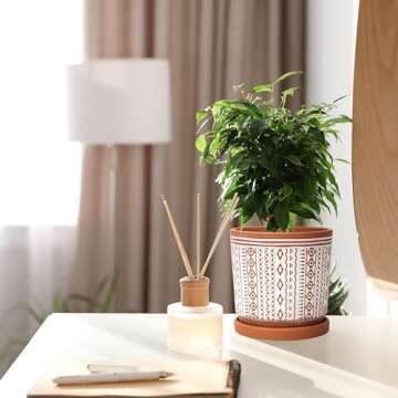 D'vine Dev Set of 2 Terracotta Pots, 4 Inch & 6 Inch, Planter Pots for Plants with Drainage Holes and Saucers, Terracotta/White, Small, 31-958-A-1