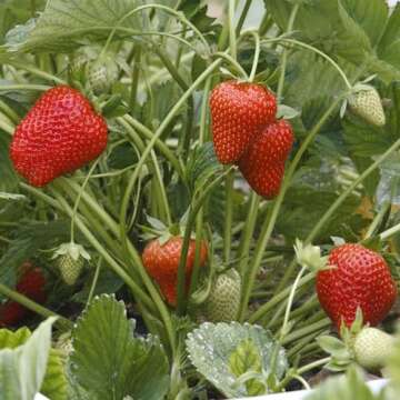 Big A Berries Fertilizer Nutrients – Plant Nutrients for Growth – Organic Nutrients for Indoor a...